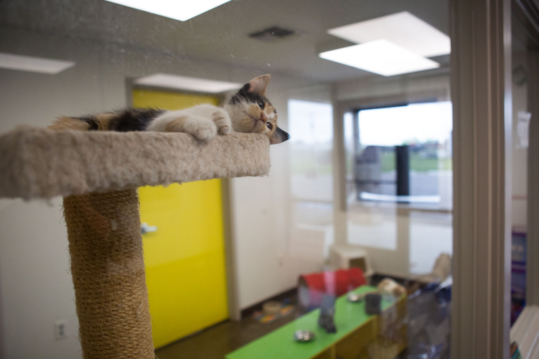 Calhoun County Humane Society